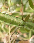 Leptocereus Grantianus