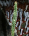 Leptocereus Maxonii