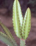 Leptocereus Paniculatus