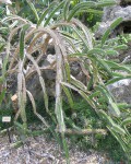 Leptocereus Quadricostatus