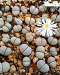 Lithops amicorum