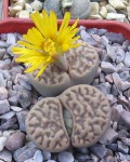 Lithops bromfieldii