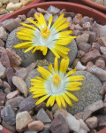 Lithops comptonii