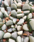 Lithops divergens