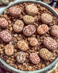 Lithops dorothae