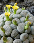 Lithops francisci