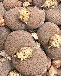 Lithops fulviceps