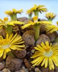 Lithops gesinae