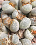 Lithops geyeri