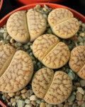 Lithops gracilidelineata