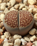 Lithops hallii