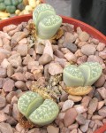 Lithops helmutii