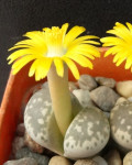 Lithops hermetica