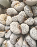 Lithops herrei