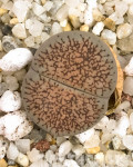 Lithops lesliei