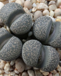 Lithops localis