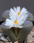 Lithops marmorata