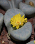 Lithops meyeri