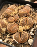 Lithops naureeniae