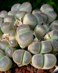 Lithops olivacea