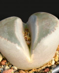 Lithops optica