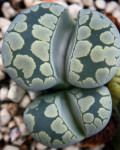 Lithops otzeniana