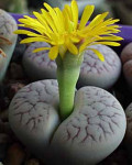 Lithops pseudotruncatella