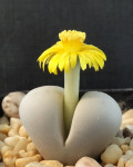 Lithops ruschiorum