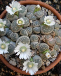 Lithops salicola