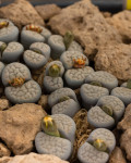 Lithops Schwantesii