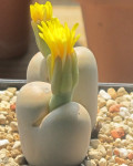 Lithops steineckeana