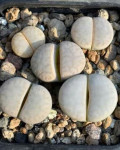 Lithops vallis-mariae