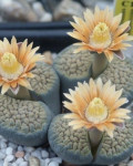 Lithops verruculosa