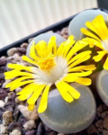 Lithops viridis