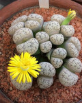 Lithops werneri