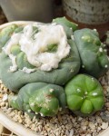 Lophophora Diffusa