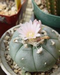 Lophophora Williamsii