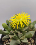Machairophyllum