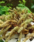 Maihuenia Patagonica