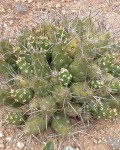 Maihueniopsis Darwinii