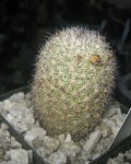 Mammillaria Albicans