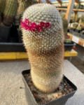 Mammillaria albilanata