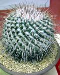 Mammillaria Amajacensis