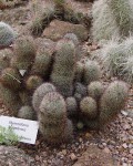 Mammillaria Angelensis