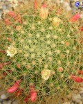 Mammillaria Anniana