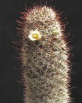 Mammillaria Armillata