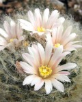 Mammillaria Aureilanata