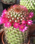 Mammillaria Backebergiana