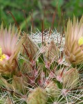 Mammillaria Barbata