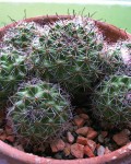 Mammillaria Beneckei